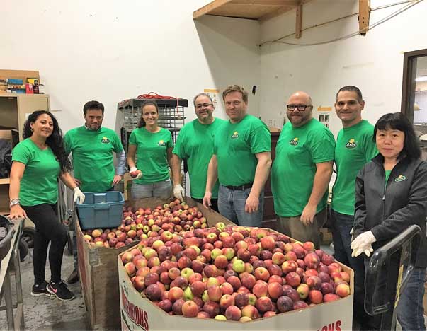 Volunteers sorting through crates of apples.